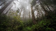 tuman-3840x2160-4k-hd-les-zelen-rasteniya-577.jpg